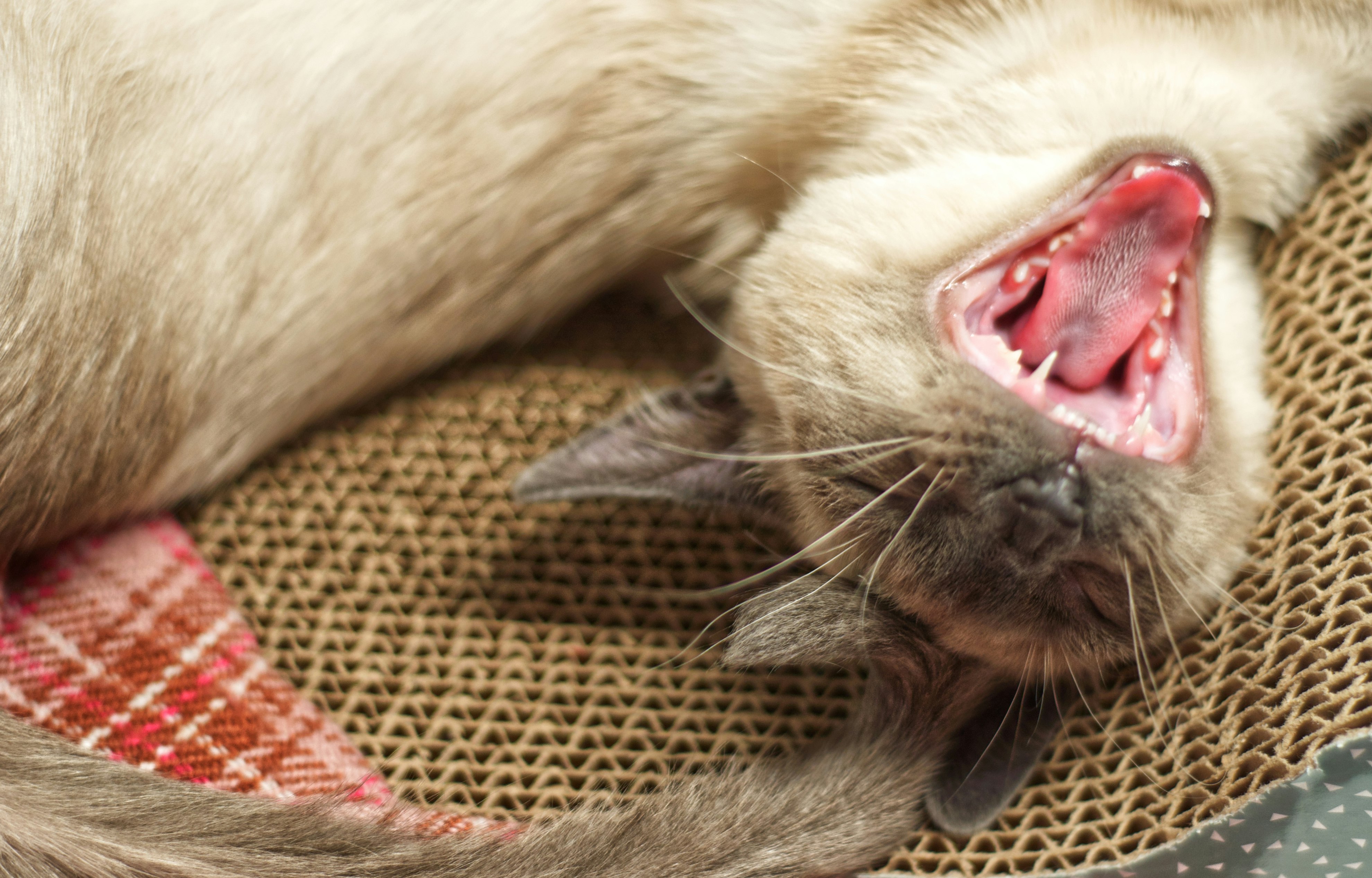 white and brown cat lying on brown textile